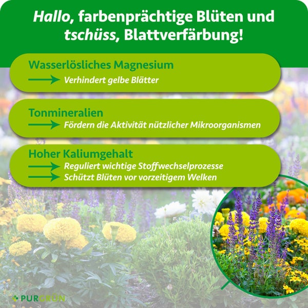 Pflanzenpflege-Info: Magnesium gegen Blattverfärbung, Tonmineralien für Mikroorganismen, Kalium für Stoffwechsel und Blütenschutz. Purgrün Logo.
