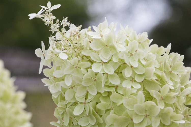 Hydrangea paniculata 'Limelight' -S-, Rispenhortensie, grünlich-weiß, 40–60 cm