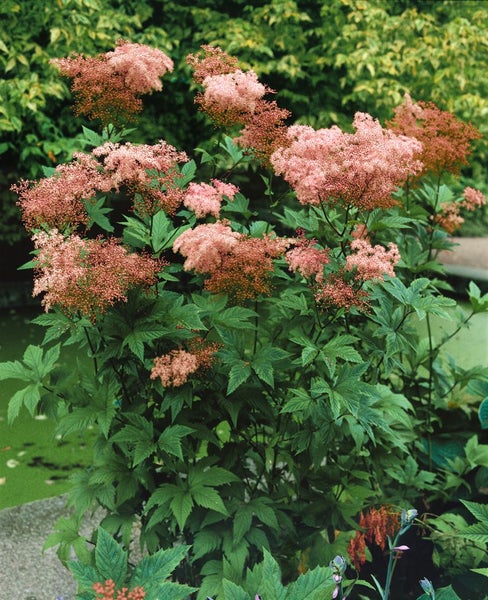 Filipendula rubra 'Venusta', Königin der Prärie, rosa, ca. 11x11 cm Topf