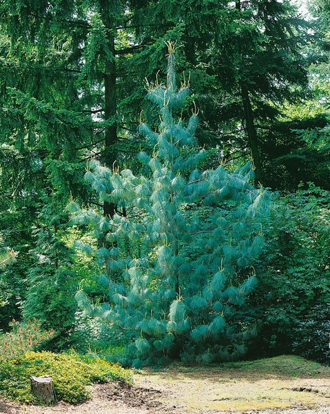 Blaue Weymouths-Kiefer im Garten