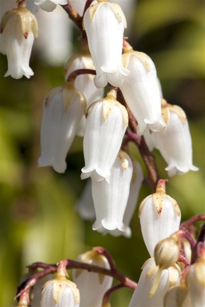 Pieris japonica, Japanische Lavendelheide, 30–40 cm