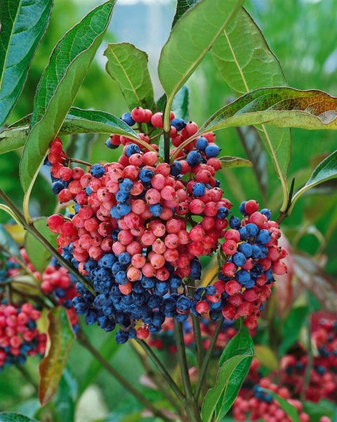 Viburnum nudum 'Pink Beauty', Duft-Schneeball, rosa, 40–60 cm
