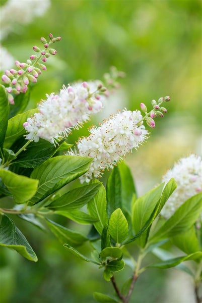 Clethra alnifolia 'Pink Spire', Scheineller, rosa Blüten, 40–60 cm