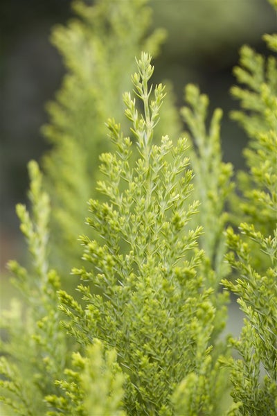 Chamaecyparis lawsoniana 'Ellwood's Empire', 15–20 cm, immergrün