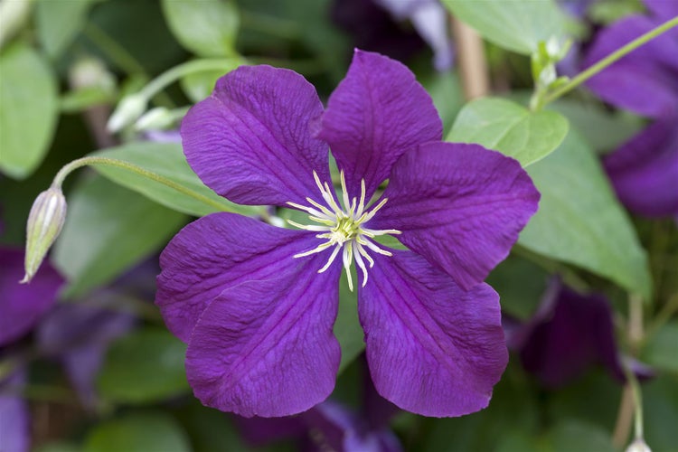 Clematis viticella 'Etoile Violette', Waldrebe, violett, 60–100 cm