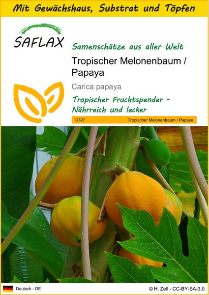 SAFLAX Anzucht Set - Tropischer Melonenbaum / Papaya - Carica papaya - 30 Samen - Mit Mini-Gewächshaus, Anzuchtsubstrat und 2 Töpfen