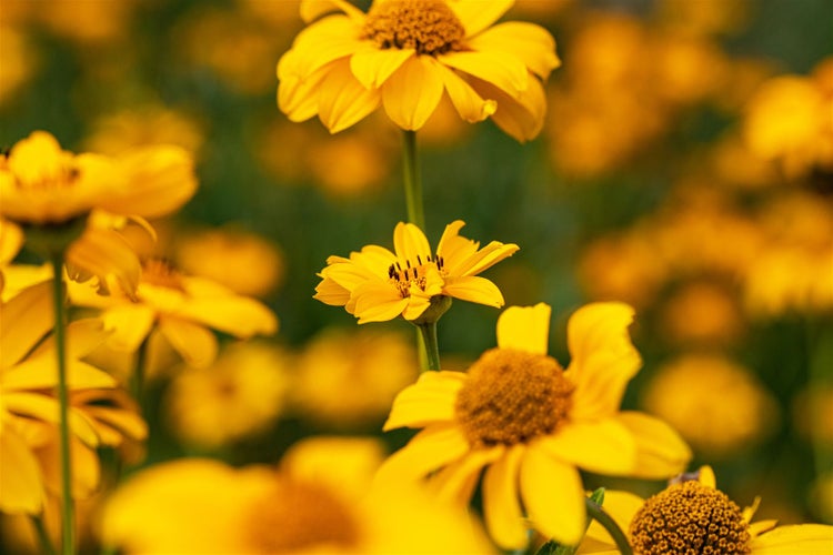 Heliopsis scabra 'Spitzentänzerin', Sonnenauge, gelb, ca. 11x11 cm Topf