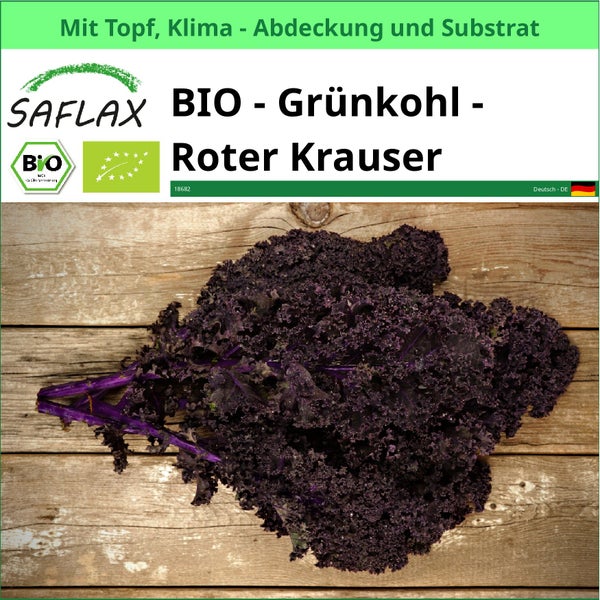 Bio Grünkohl Roter Krauser im Topf mit Klimaabdeckung und Substrat