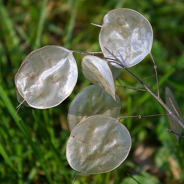 Silberblatt-Zweig mit runden, flachen Früchten