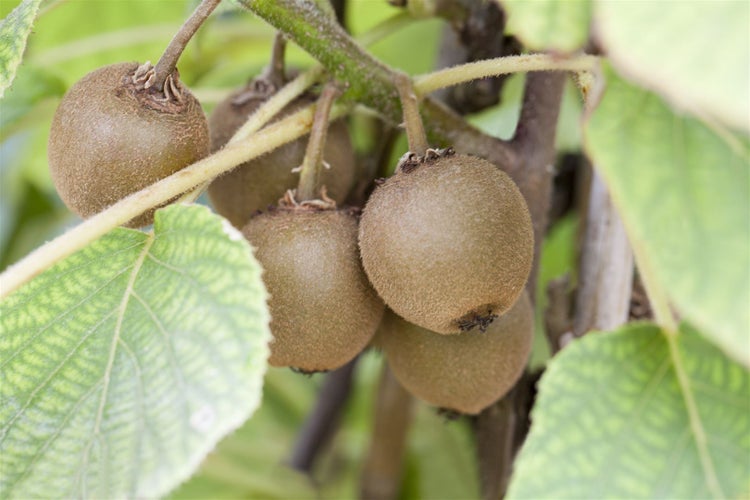 Actinidia chinensis 'Boskoop', Kiwi, 60–100 cm