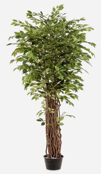 Künstliche Ficus-Pflanze mit Naturstamm und grünen Blättern in einem schwarzen Kunststofftopf.