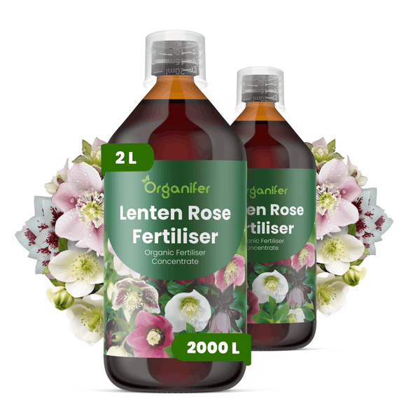 Zwei 2-Liter-Flaschen Organifer Christrosendünger, organisches Flüssigdünger-Konzentrat für Helleborus.