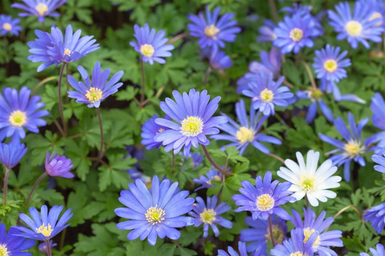 Anemone blanda 'Blue Shades', Balkan-Windröschen, blau, ca. 9x9 cm Topf