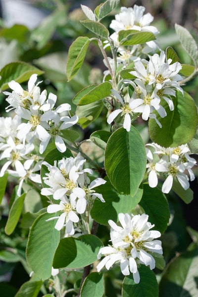 Amelanchier alnifolia 'Honeywood', Felsenbirne, essbare Früchte, 60–80 cm