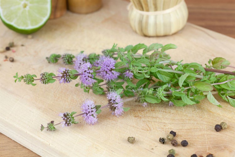 Mentha pulegium, Polei-Minze, aromatisch, ca. 9x9 cm Topf