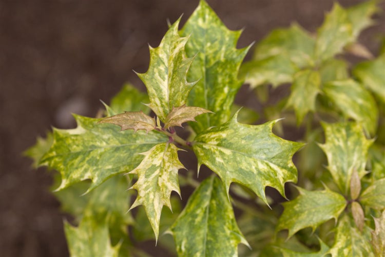Osmanthus heterophyllus 'Tricolor', Duftblüte, buntes Laub, 20–25 cm