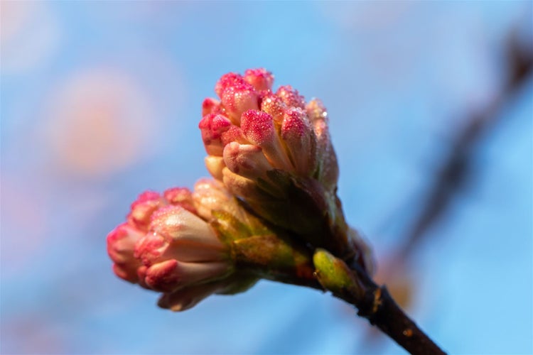 Viburnum bodnantense 'Charles Lamont', Duft-Schneeball, rosa, 60–80 cm
