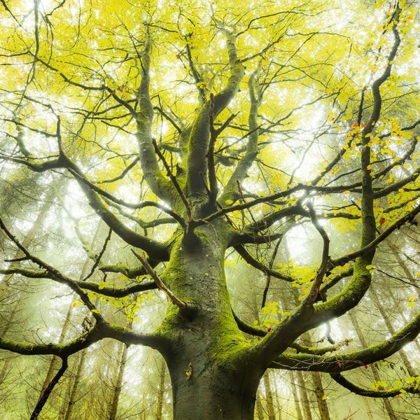 Blick von unten auf einen Baum mit Moos und Blättern im Wald