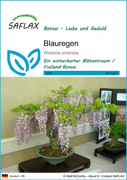 SAFLAX  - Blauregen  - Wisteria sinensis - 4 Samen