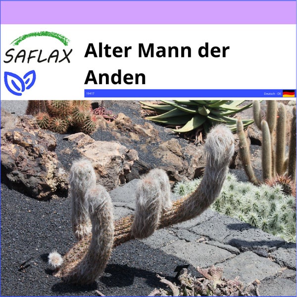 SAFLAX  - Alter Mann der Anden - Oreocereus celsianus - 40 Samen