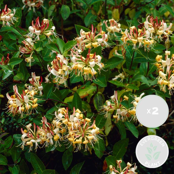 2x Lonicera Henryi – Geißblatt – Schlingpflanze – Immergrün – ⌀15 cm – ↕60-70 cm