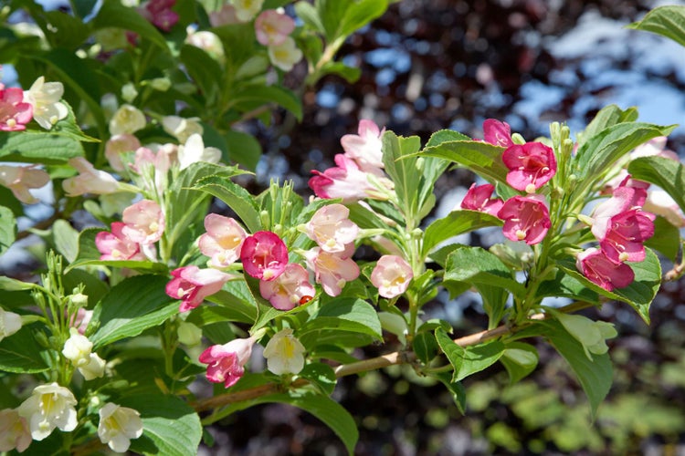 Weigela florida 'Majorie', Weigelie, rosa Blüten, 80–100 cm