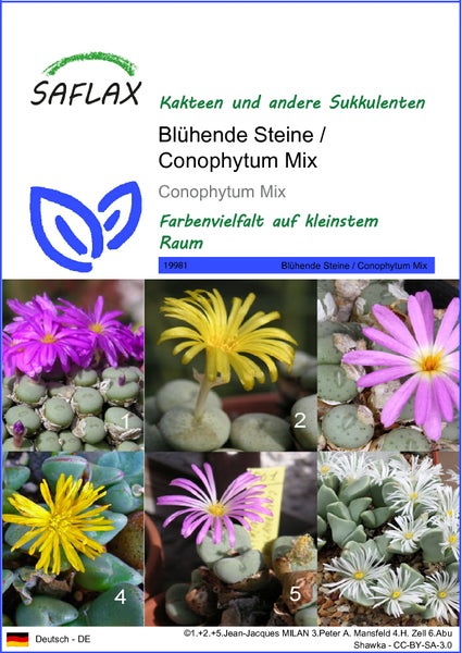 SAFLAX  - Blühende Steine / Conophytum Mix - Conophytum Mix - 40 Samen