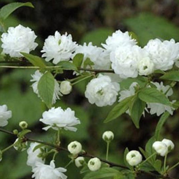 Zweig mit gefüllten Zierkirschblüten