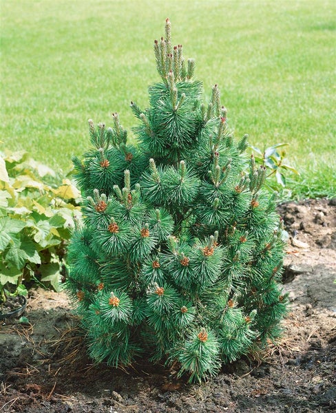 Bergkiefer im Gartenbeet.