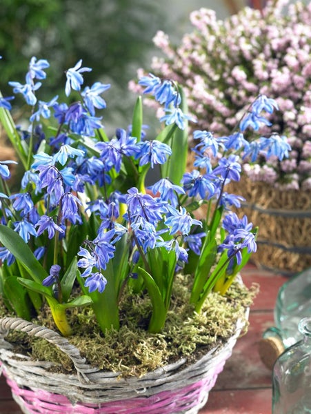 Scilla siberica 'Spring Beauty', Blaustern, leuchtend blau, ca. 9x9 cm Topf