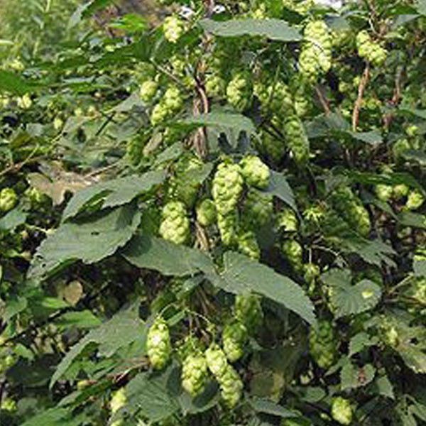 Hopfenernte mit reifen Dolden und grünen Blättern.