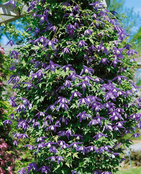 Clematis alpina, Alpen-Waldrebe, blau, 40–60 cm