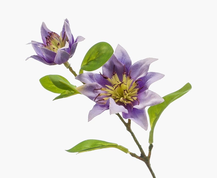 Lilafarbene Clematis-Blüte an einem Zweig mit grünen Blättern.