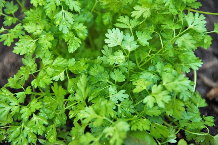 Kräuter-Set „Kräuter-Oase“, Bio-Jungpflanzen, Garten,  2x Bio-Koriander, 1x Bio-Petersilie glatt, 1x Bio-Nana Minze, 2x Bio-Thymian, 2x Bio-Kerbel, 2x Bio-Lavendel