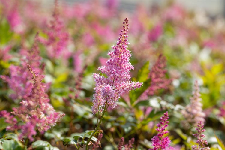 Astilbe japonica 'Mainz', Prachtspiere, rosa, ca. 9x9 cm Topf