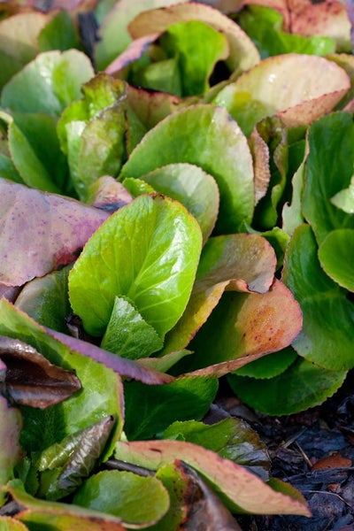 Bergenia cordifolia 'Baby Doll', Riesensteinbrech, rosa, ca. 11x11 cm Topf
