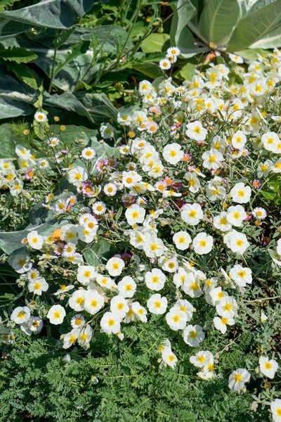 Helianthemum x cult. 'Snow Queen', Sonnenröschen, weiß, ca. 9x9 cm Topf