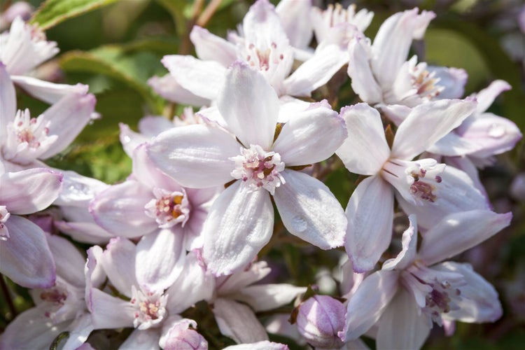 Deutzia 'Mont Rose', Maiblumenstrauch, rosa Blüten, 60–100 cm