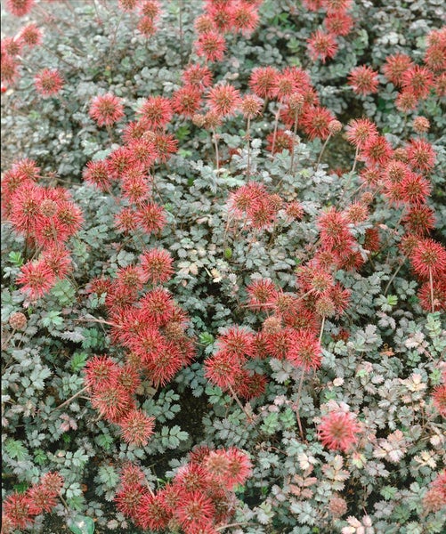 Acaena microphylla 'Kupferteppich', kupferfarben, ca. 9x9 cm Topf