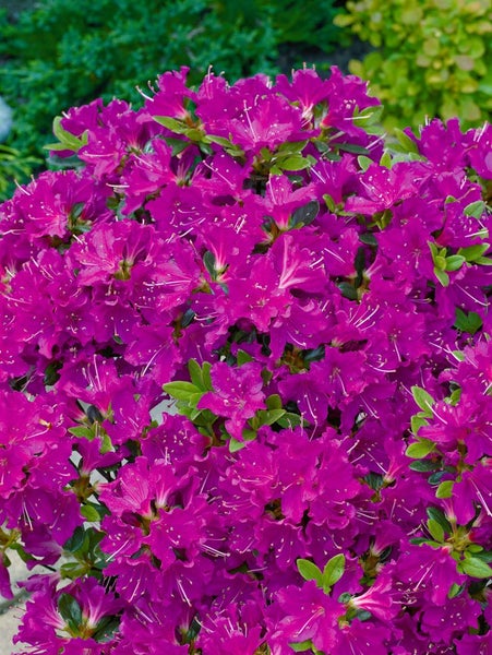 Rhododendron obtusum 'Purpurtraum', Azalee, purpur, 20–25 cm