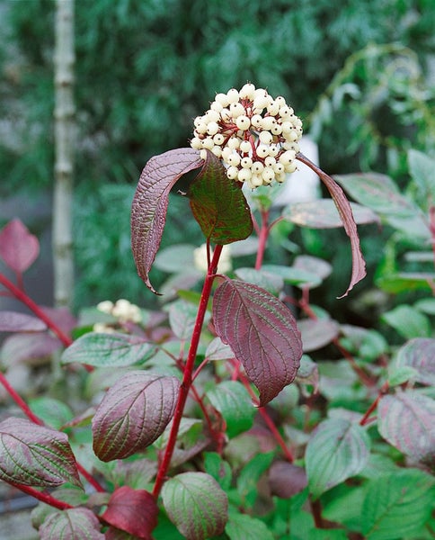 Cornus alba 'Siberian Pearls', Hartriegel, weiße Beeren, 60–100 cm
