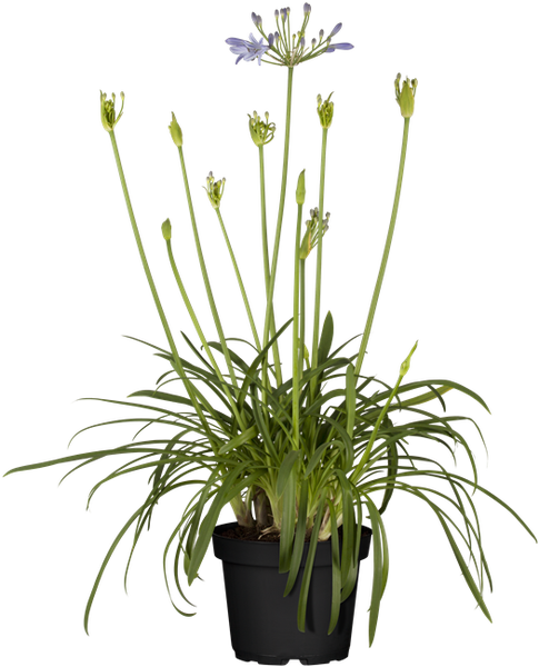 Agapanthus 'Arctic Star', Schmucklilie, weiß, 2-3 Liter Container