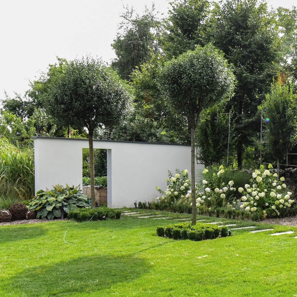 Moderner Garten mit gepflegtem Rasen, zwei Kugelbäumen, einer weißen Mauer mit Durchlass und blühenden Hortensien.
