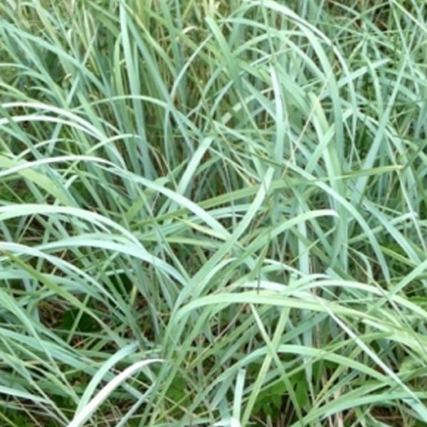 Strandhafer im Detail
