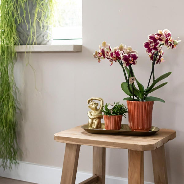 Kolibri Orchids Überraschungsbox einfarbig Pflanzen Vorteilsbox mit 4 verschiedenen Orchideen frisch vom Züchter
