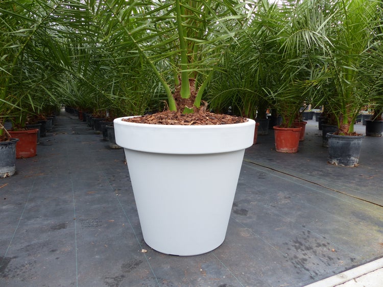 Dattelpalme in einem Pflanzgefäß