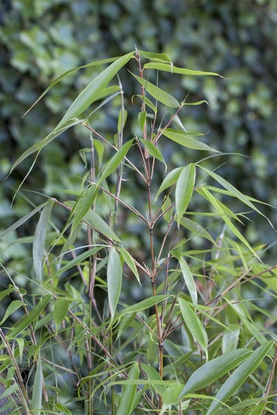 Fargesia robusta 'Pingwu', Bambus, 125–150 cm