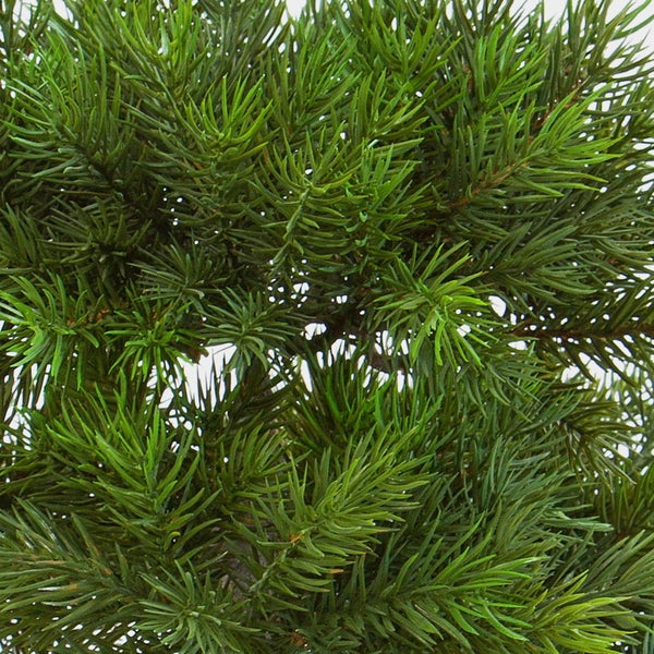 Nahaufnahme der grünen Nadeln einer Zuckerhutfichte.