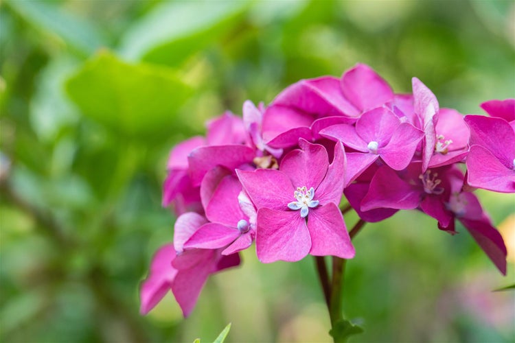 Hydrangea macrophylla 'Leuchtfeuer', Hortensie, rot, 40–60 cm