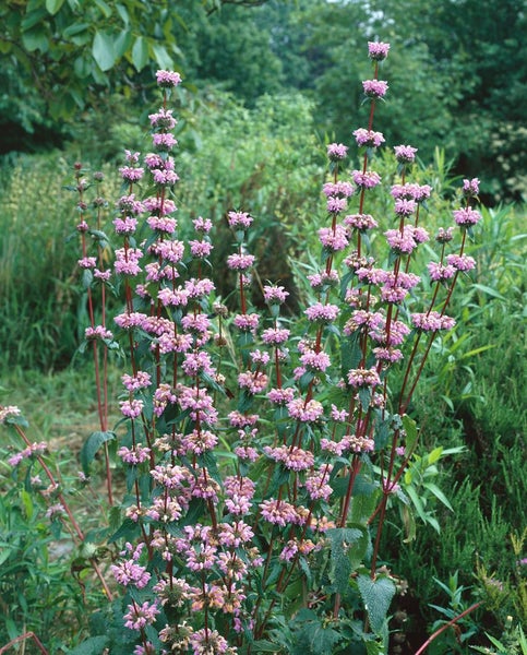 Phlomis tuberosa, Ziest, rosa Blüten, ca. 9x9 cm Topf
